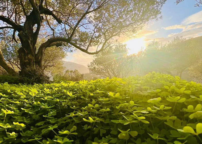 Haroupia Hillside 别墅 *